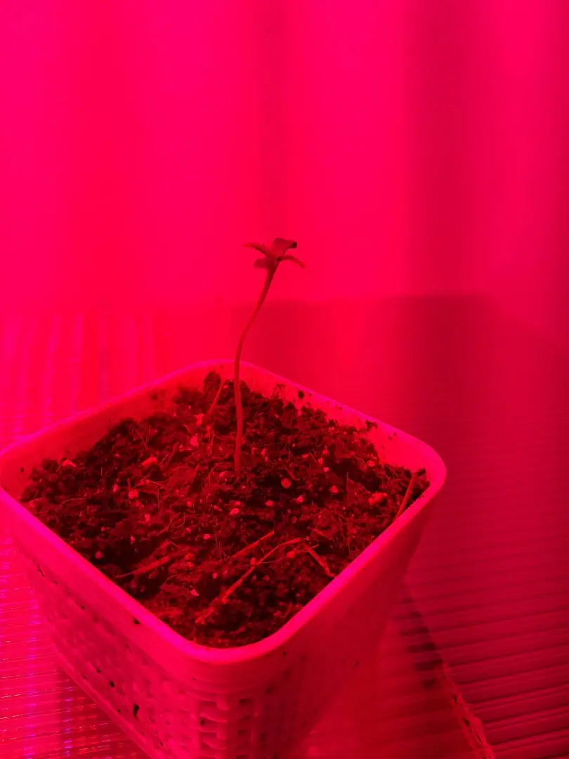 1st successful attempt  — seedling_rooting, day 2