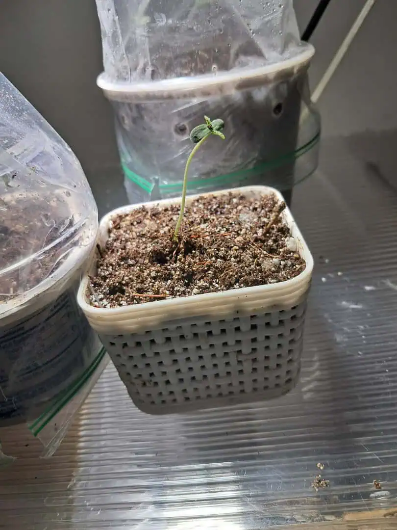 1st successful attempt  — seedling_rooting, day 2