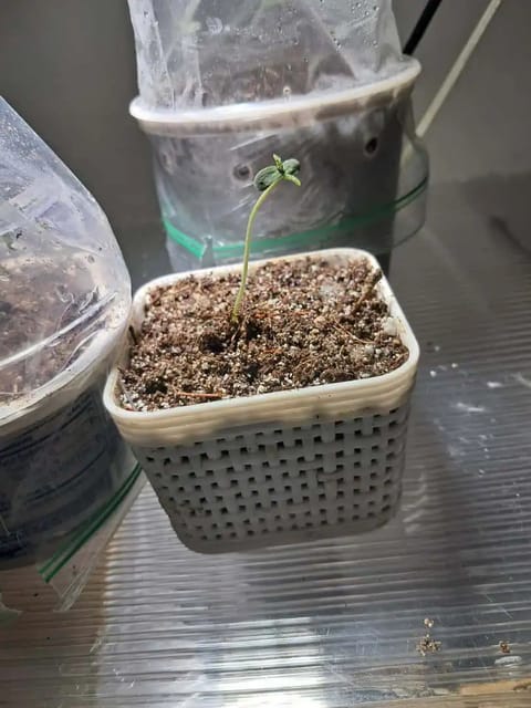 1st successful attempt — seedling_rooting, day 2
