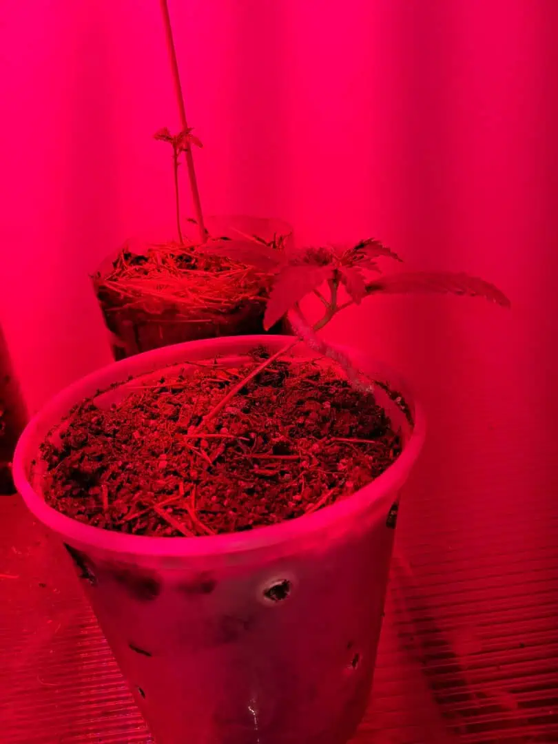1st successful attempt  — vegetative, day 13