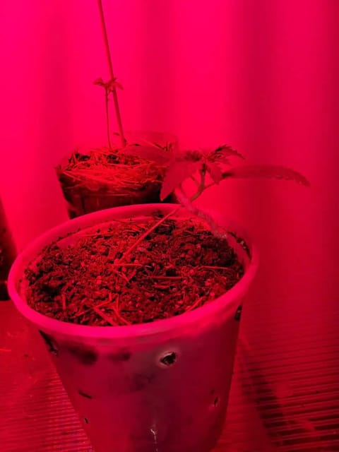 1st successful attempt — vegetative, day 13
