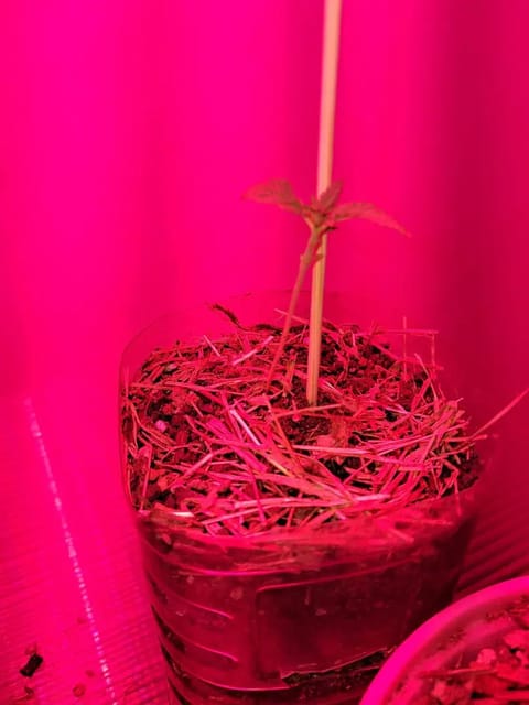 1st successful attempt — vegetative, day 13
