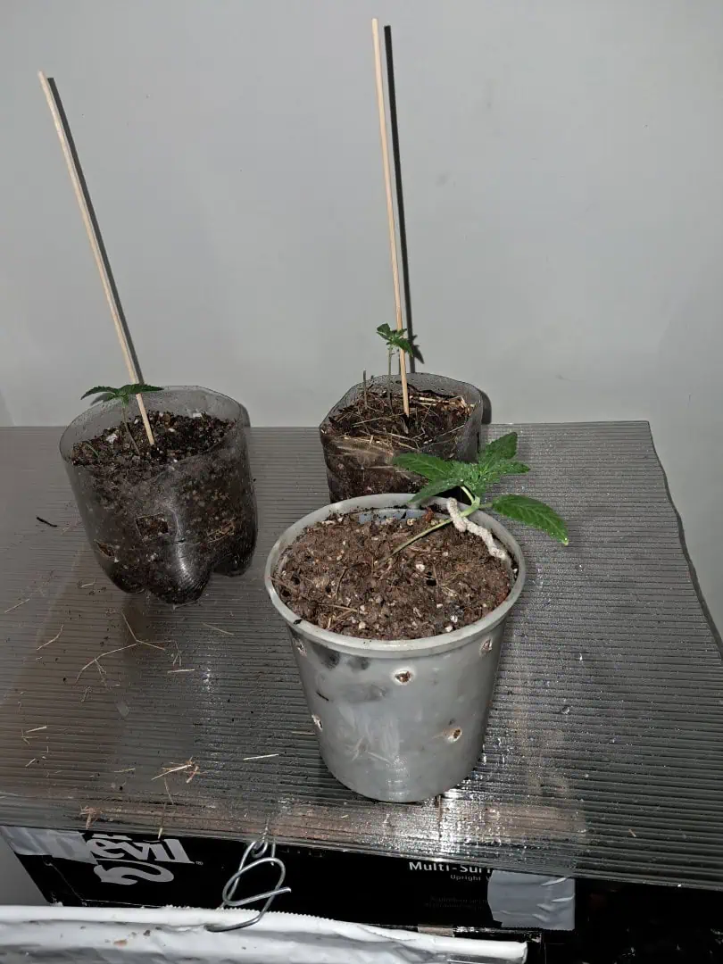 1st successful attempt  — vegetative, day 13