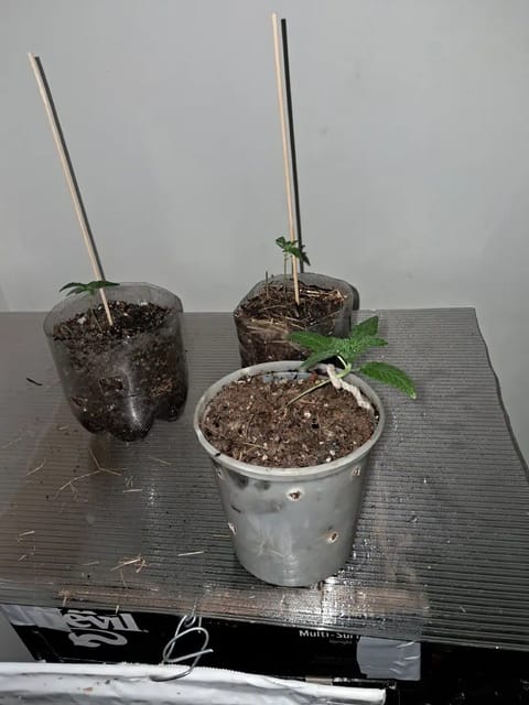1st successful attempt — vegetative, day 13