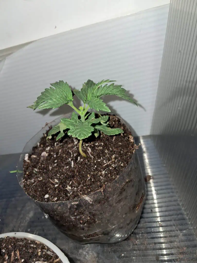 1st successful attempt  — vegetative, day 22