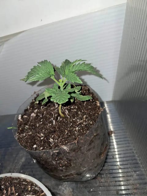 1st successful attempt — vegetative, day 22