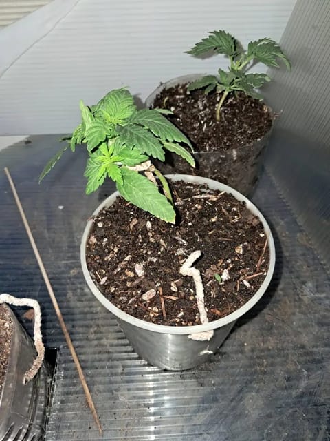 1st successful attempt — vegetative, day 22