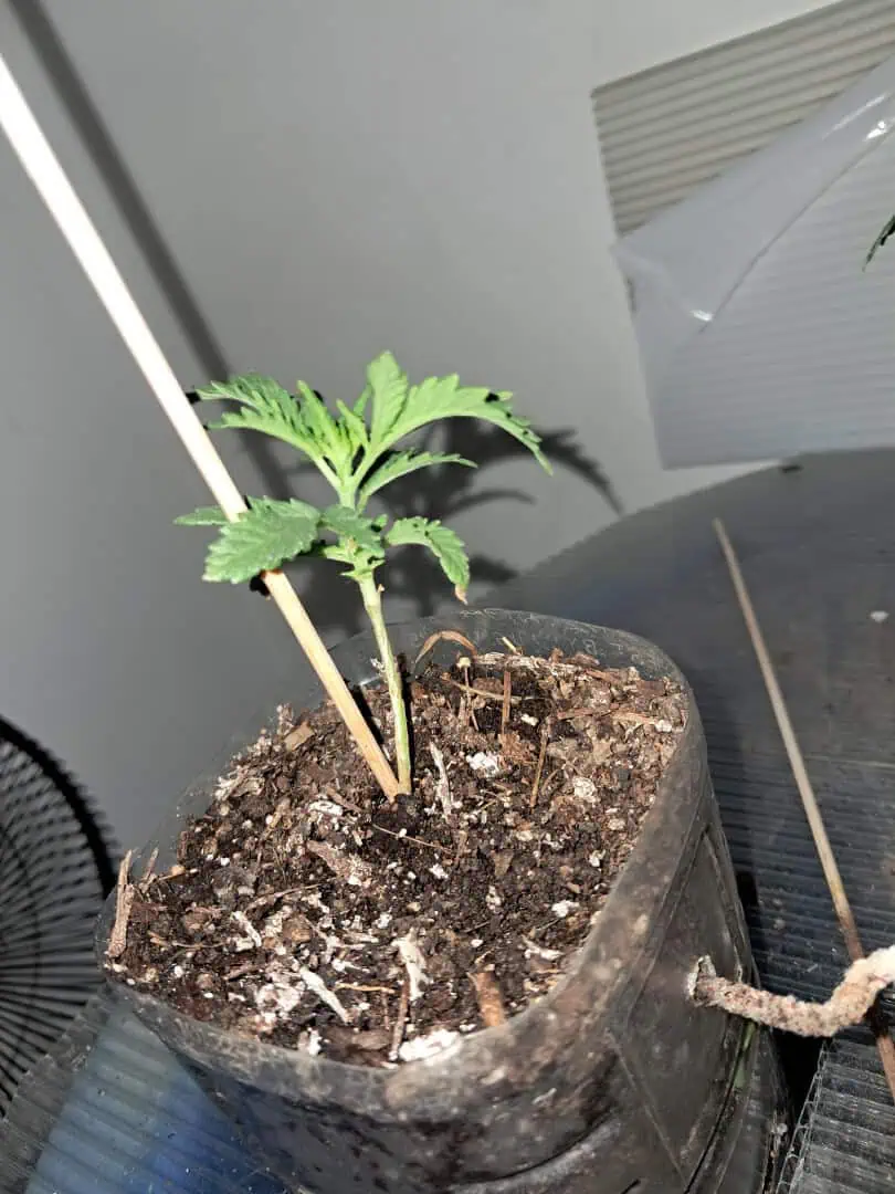 1st successful attempt  — vegetative, day 22