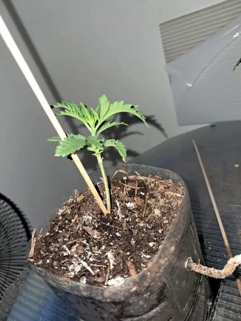 1st successful attempt — vegetative, day 22