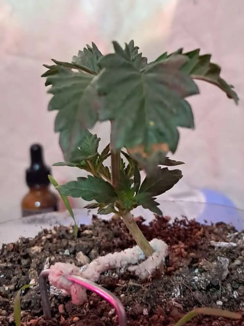 1st successful attempt — vegetative, day 24