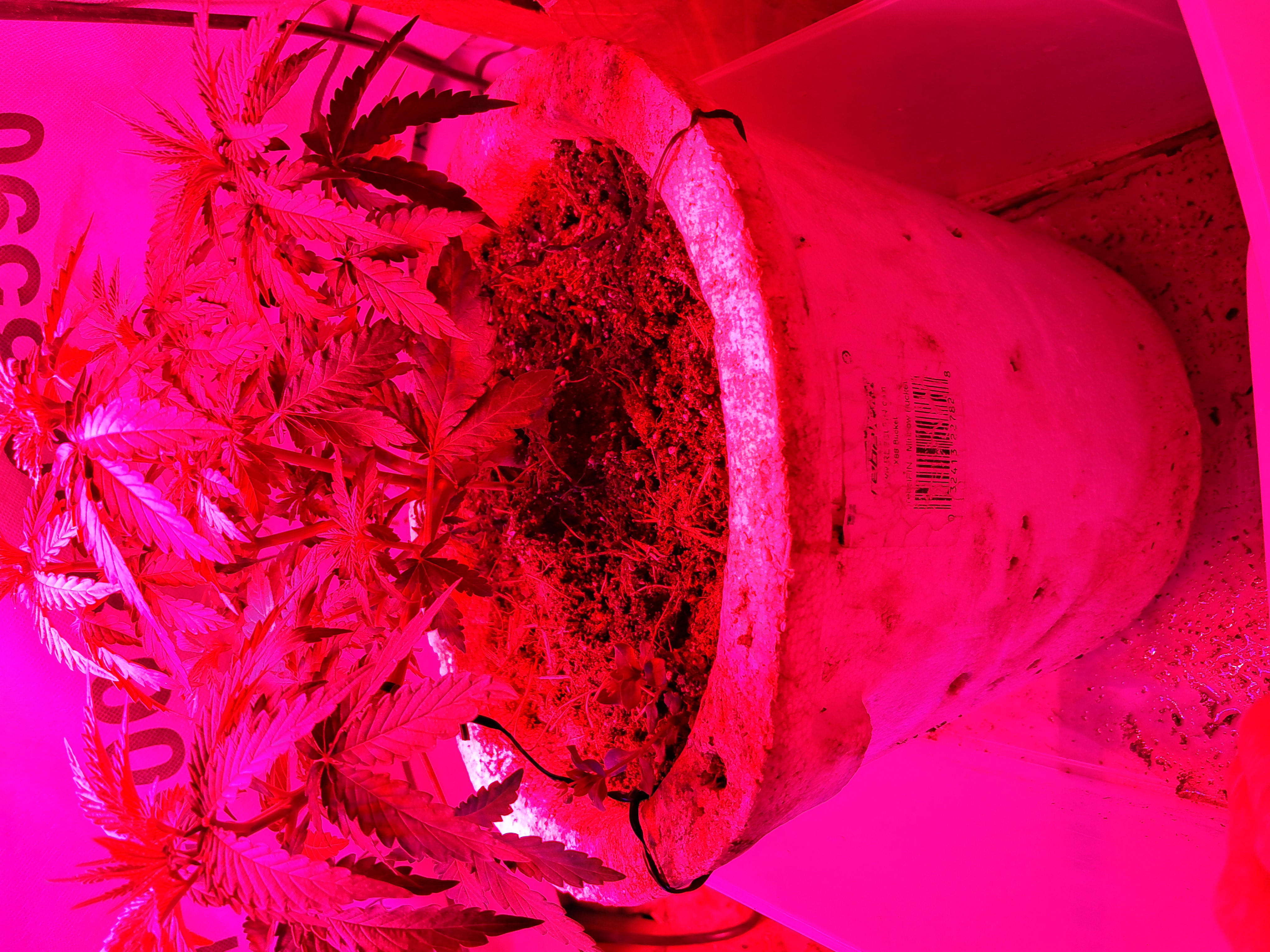 1st successful attempt  — vegetative, day 48