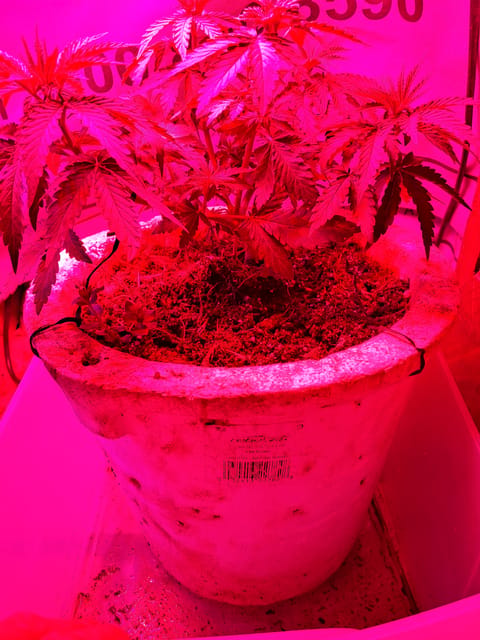 1st successful attempt — vegetative, day 48