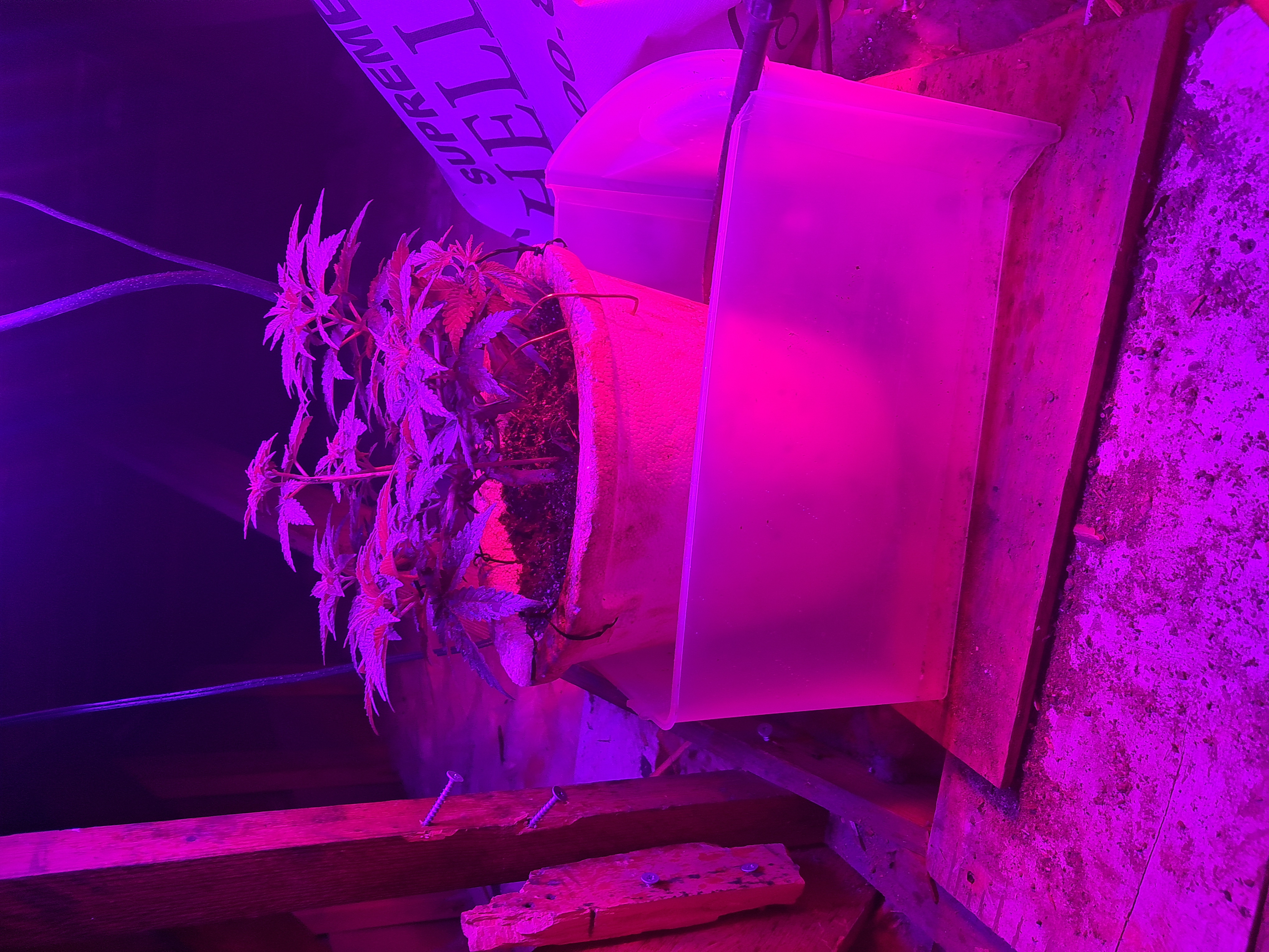 1st successful attempt  — vegetative, day 48