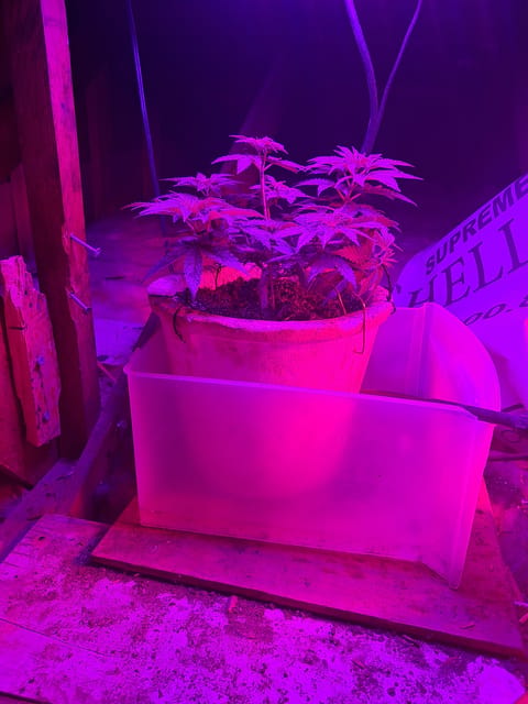 1st successful attempt — vegetative, day 48