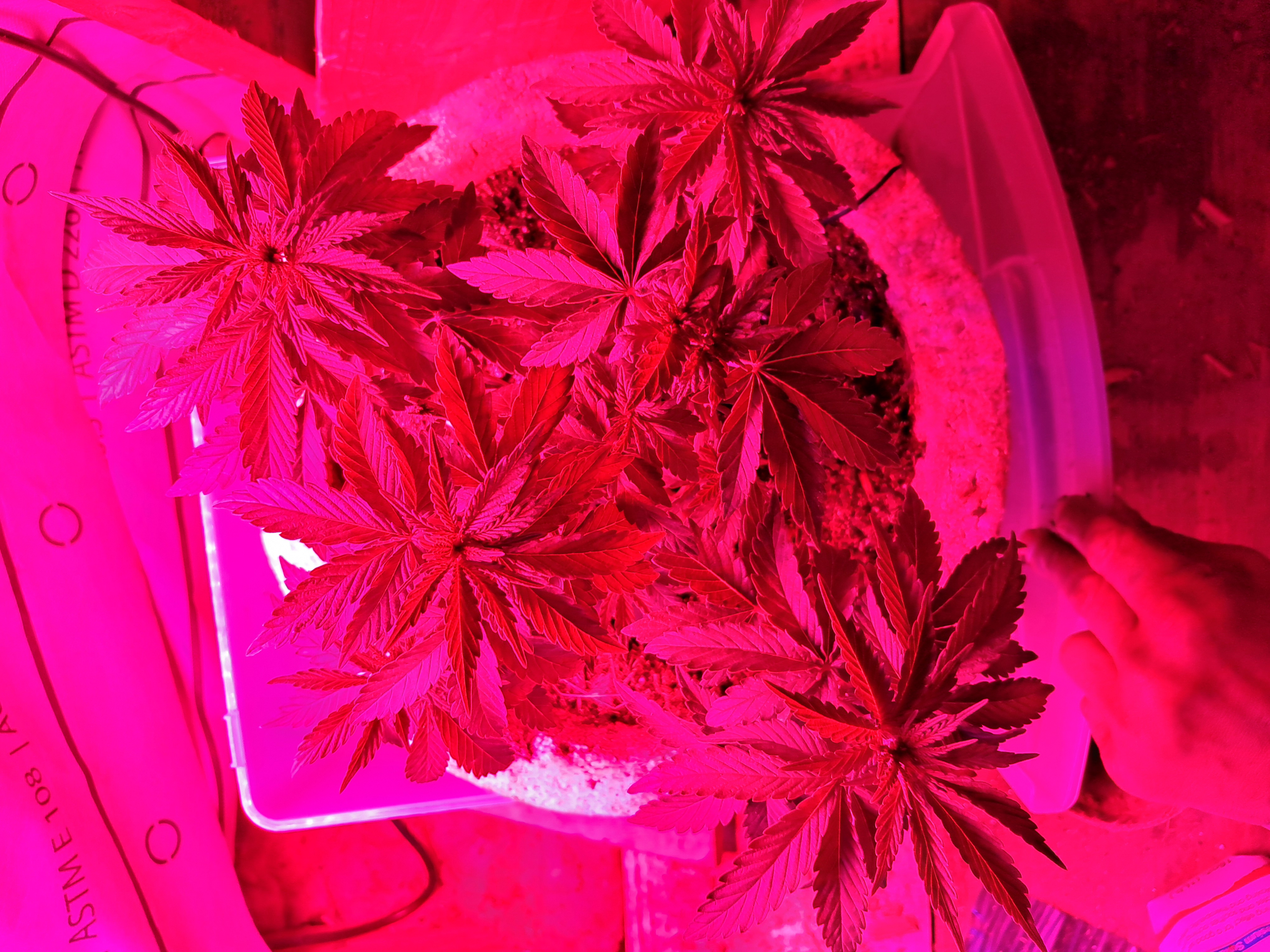1st successful attempt  — vegetative, day 48