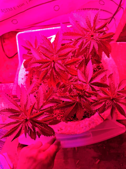 1st successful attempt — vegetative, day 48