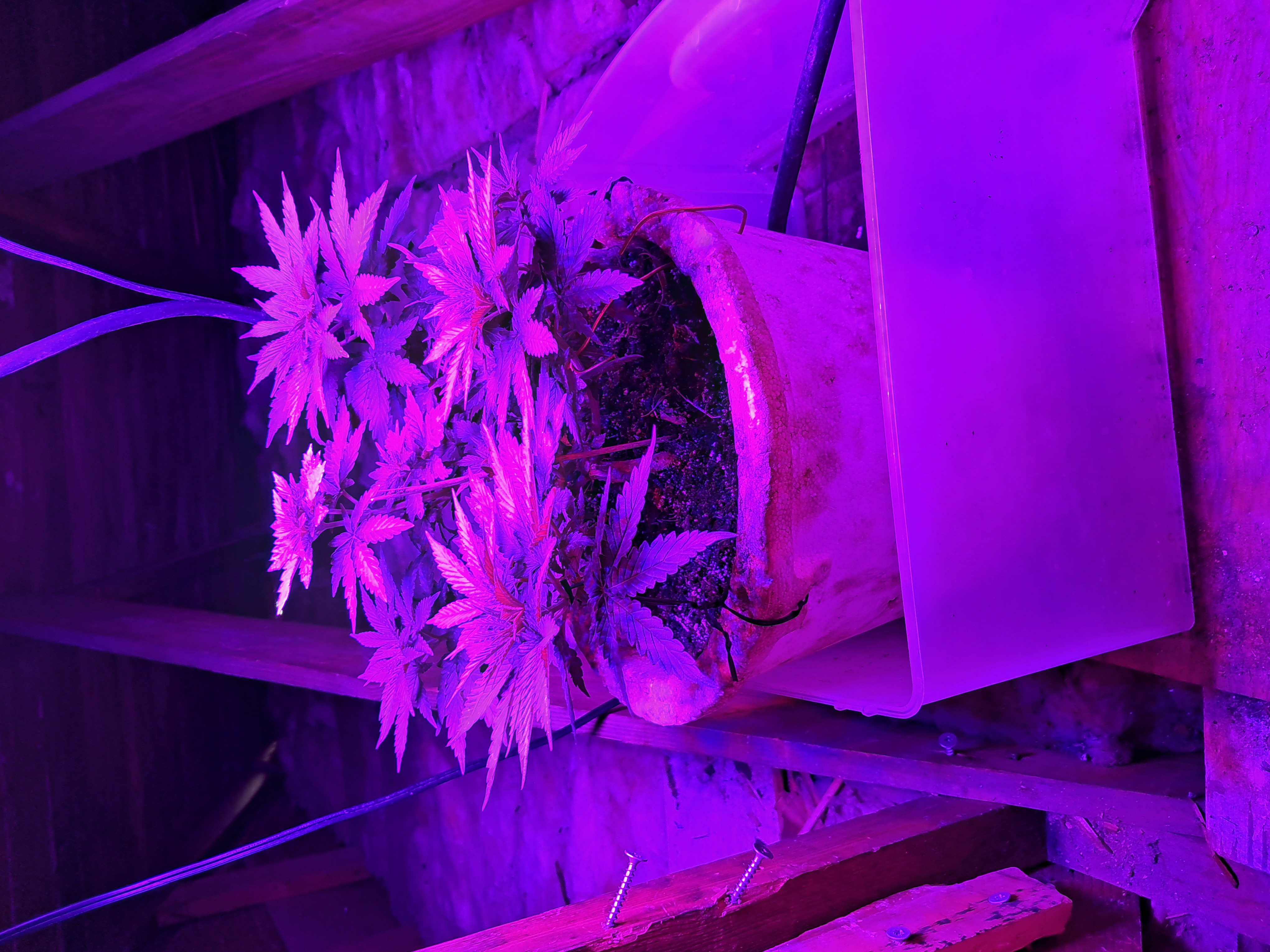1st successful attempt  — vegetative, day 50