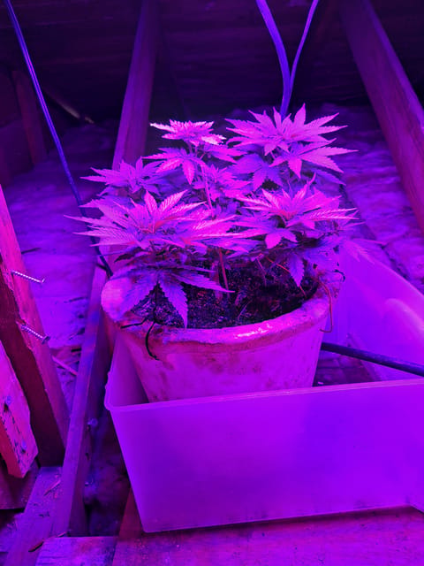 1st successful attempt — vegetative, day 50