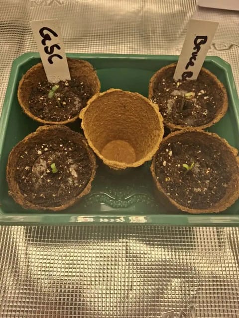 SoFloBudz — germination, day 1