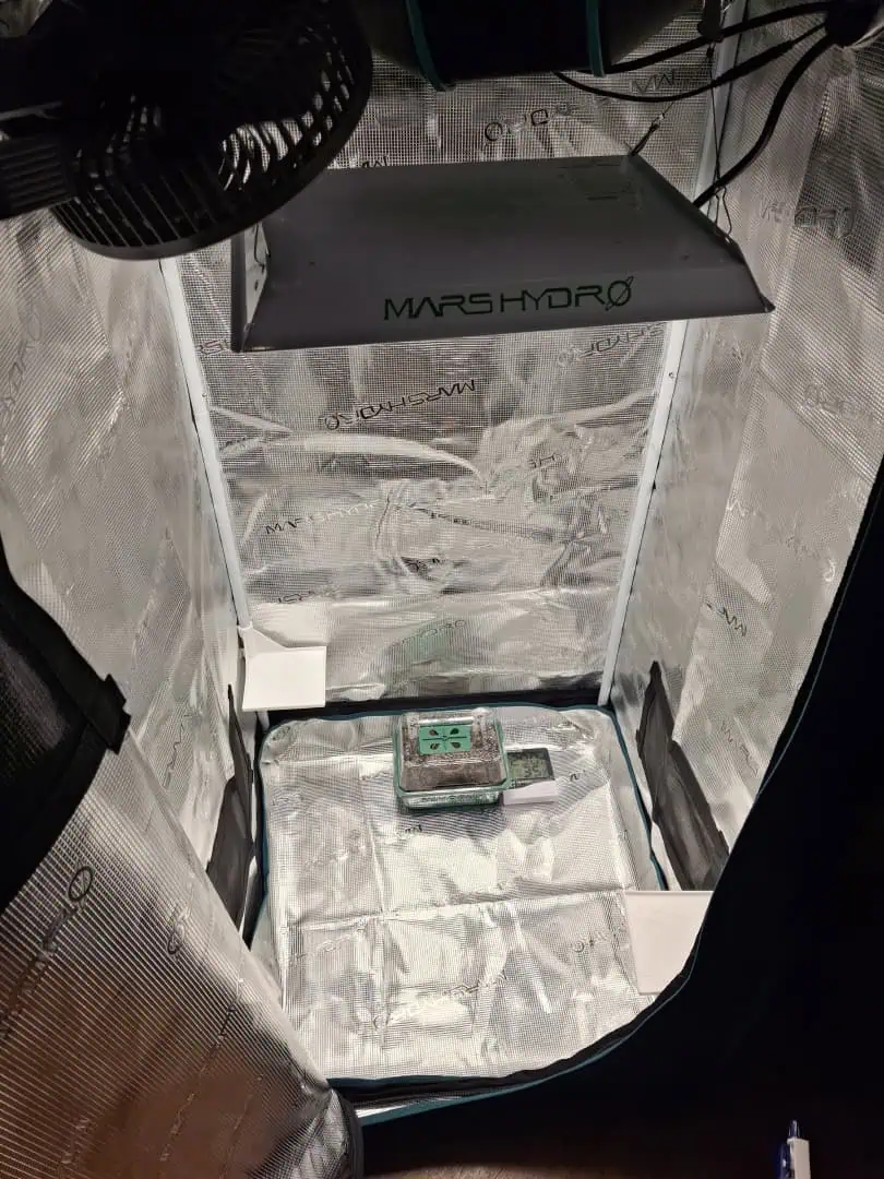 SoFloBudz — germination, day 1