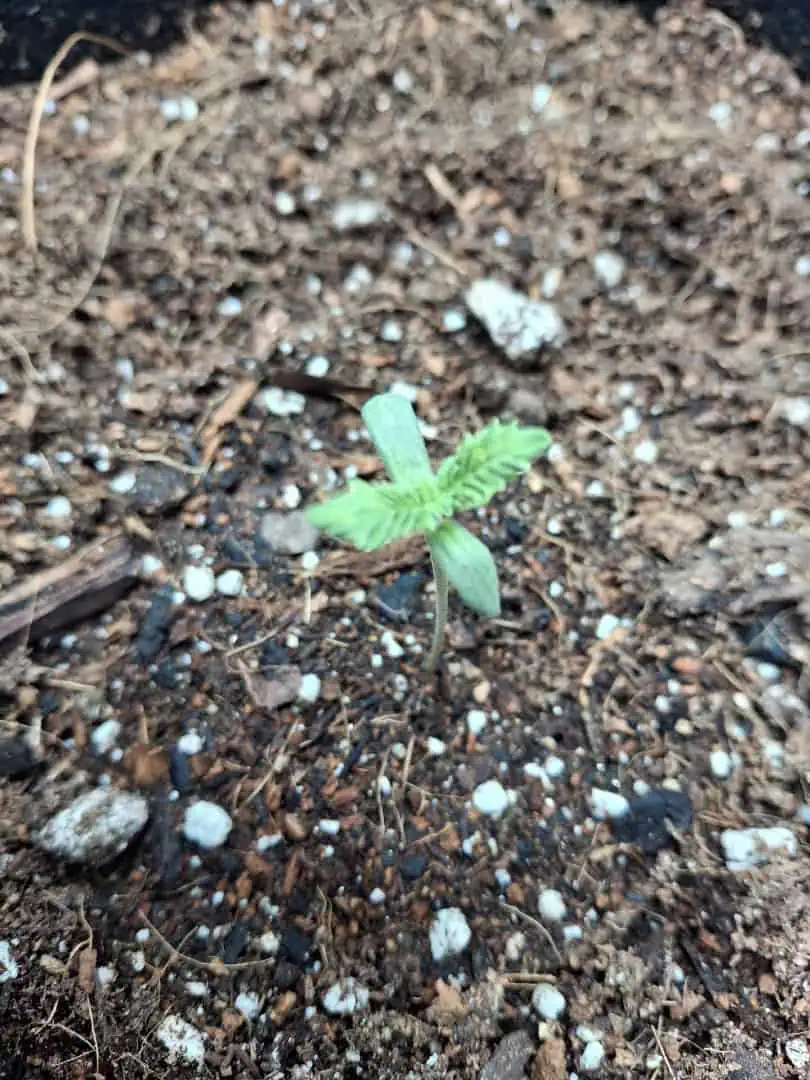 SoFloBudz — seedling_rooting, day 6