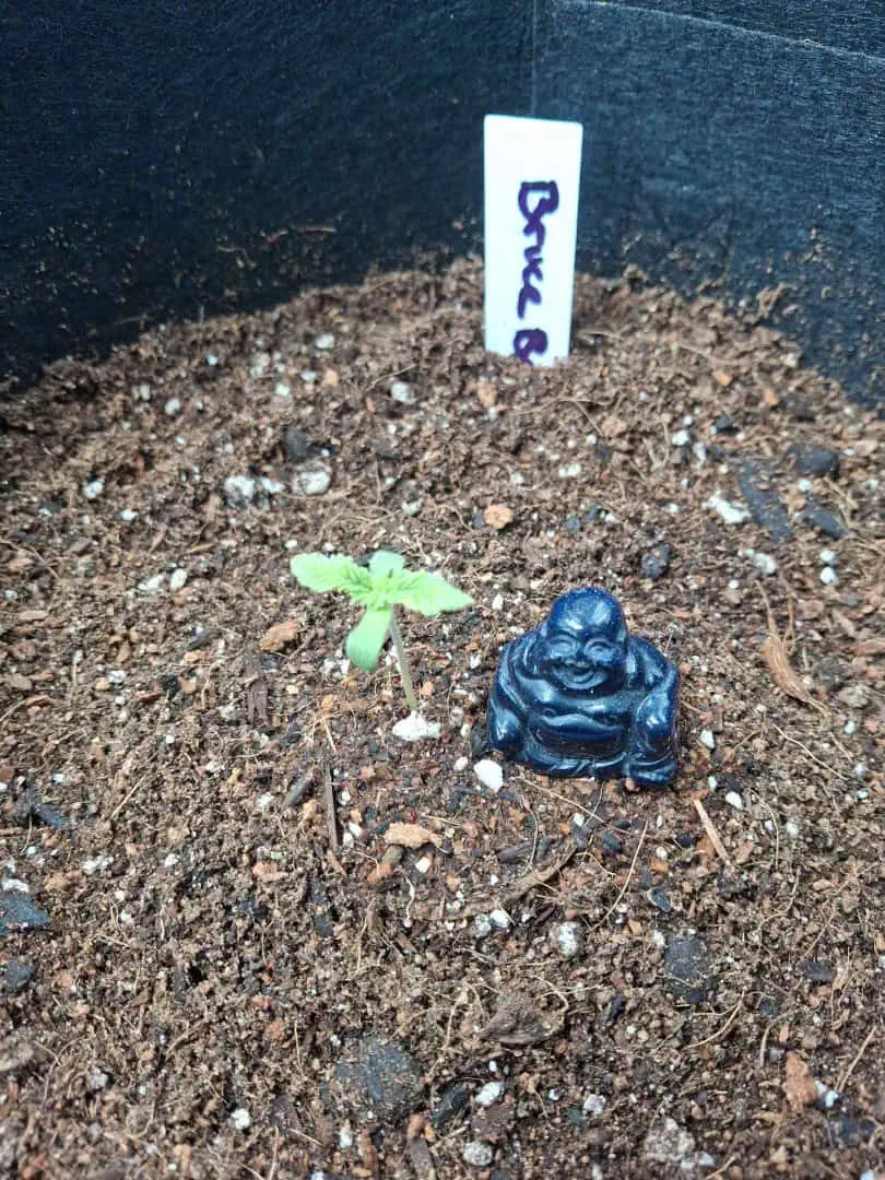 SoFloBudz — seedling_rooting, day 6