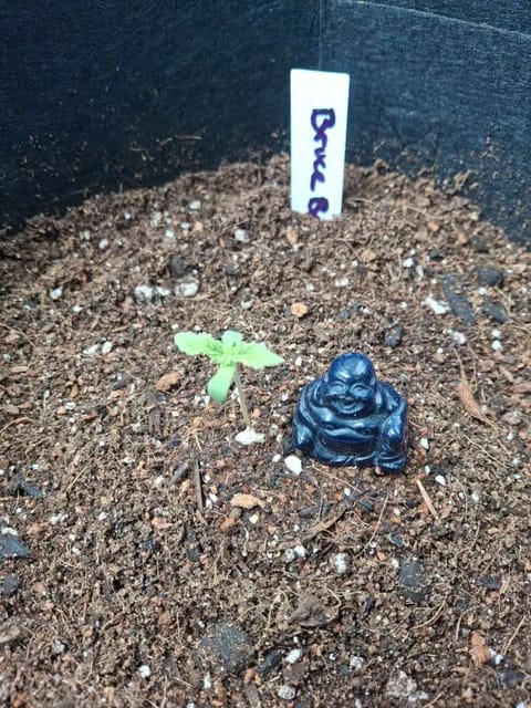 SoFloBudz — seedling_rooting, day 6