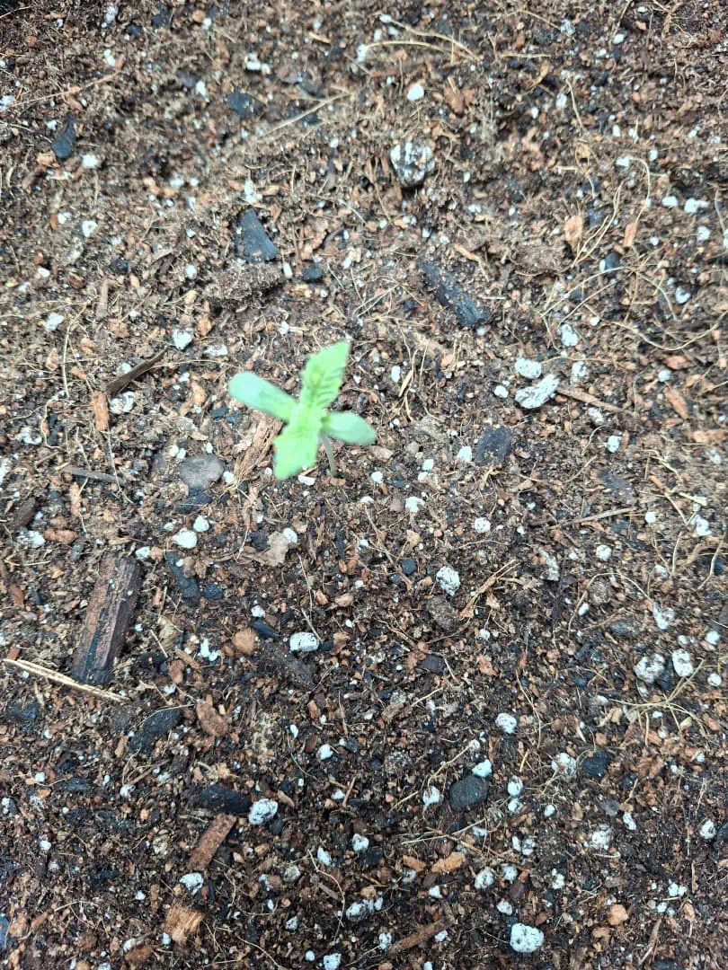 SoFloBudz — seedling_rooting, day 6