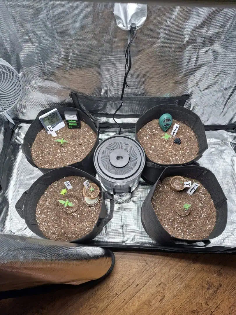 SoFloBudz — seedling_rooting, day 9