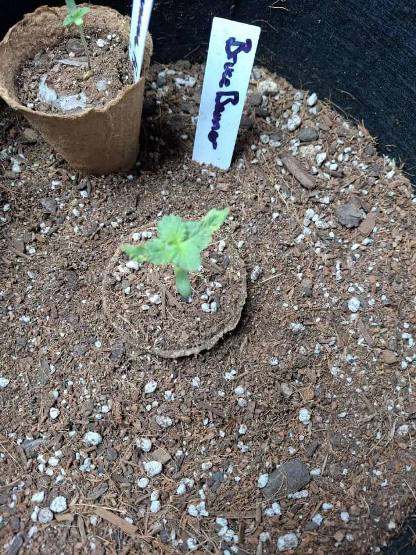 SoFloBudz — seedling_rooting, day 9