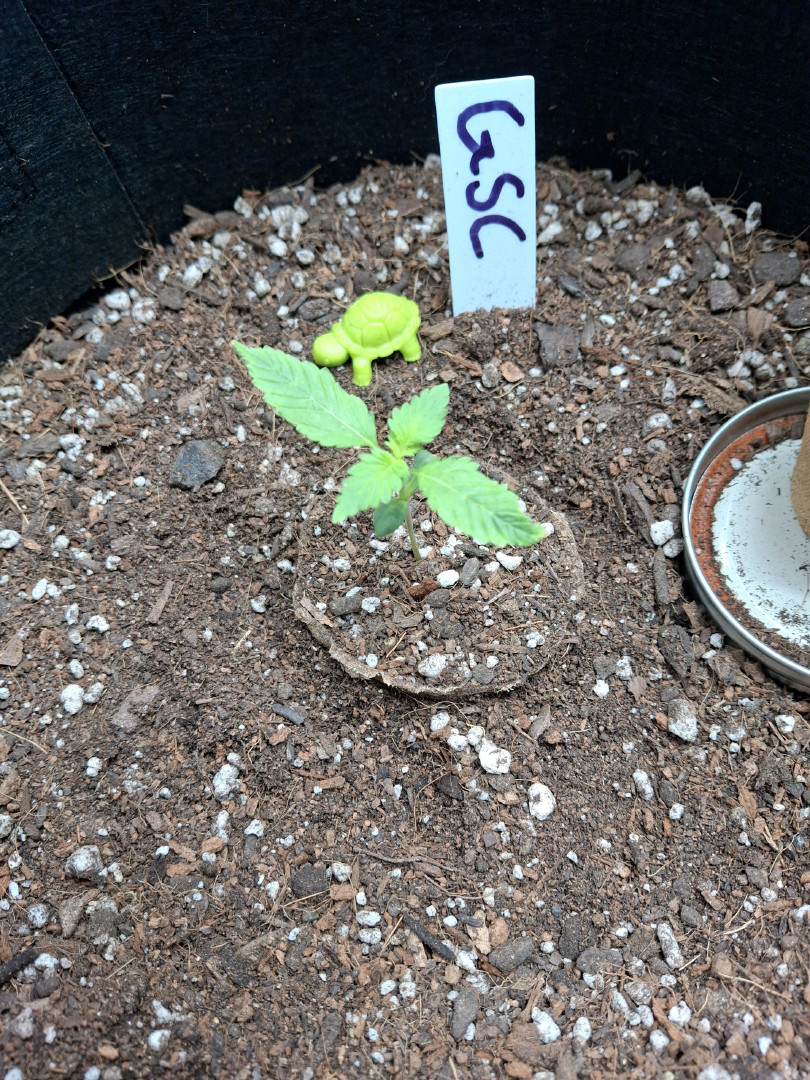SoFloBudz — seedling_rooting, day 9