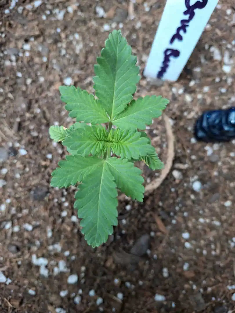 SoFloBudz — seedling_rooting, day 13