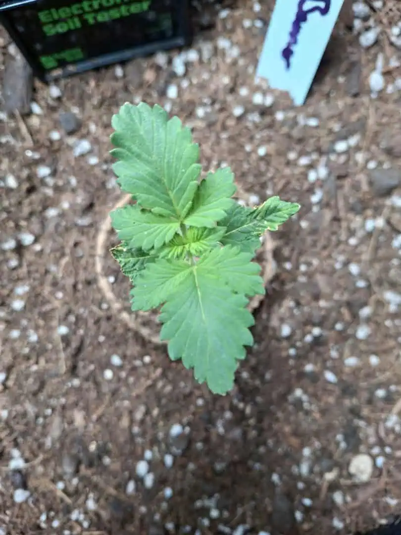 SoFloBudz — seedling_rooting, day 13