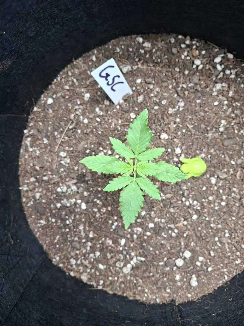 SoFloBudz — seedling_rooting, day 13