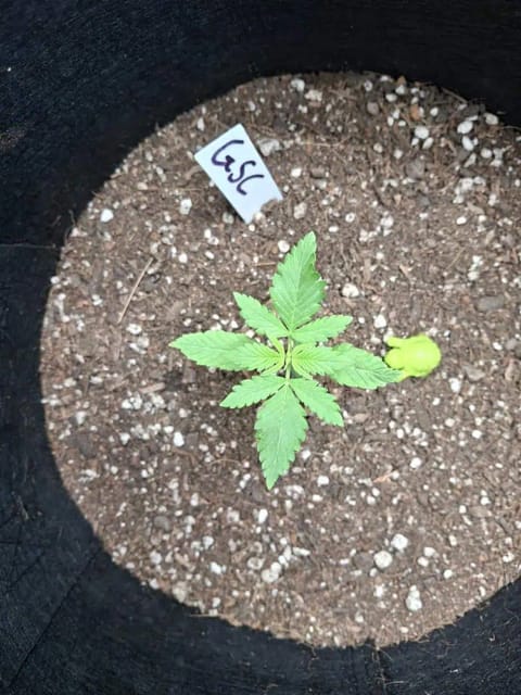 SoFloBudz — seedling_rooting, day 13