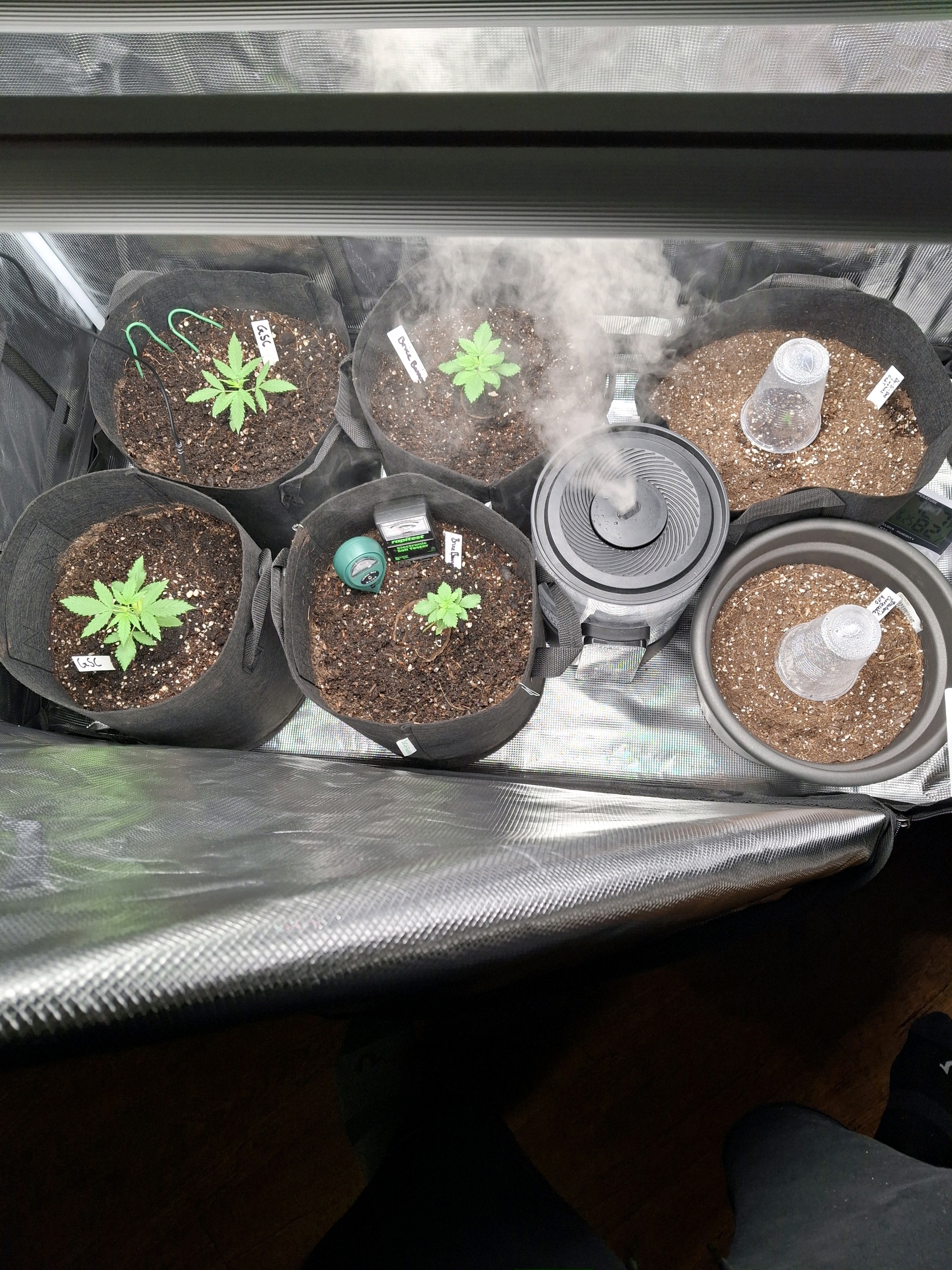 SoFloBudz — vegetative, day 18
