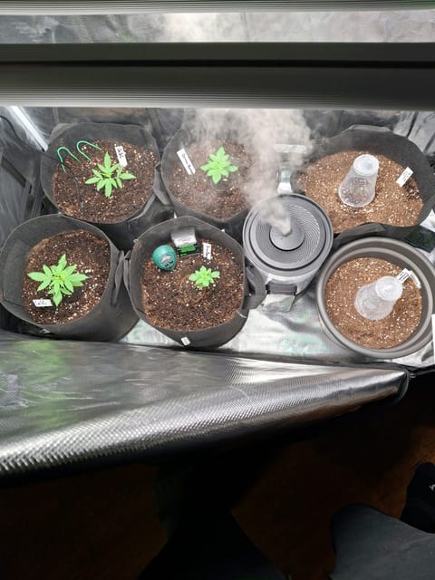 SoFloBudz — vegetative, day 18