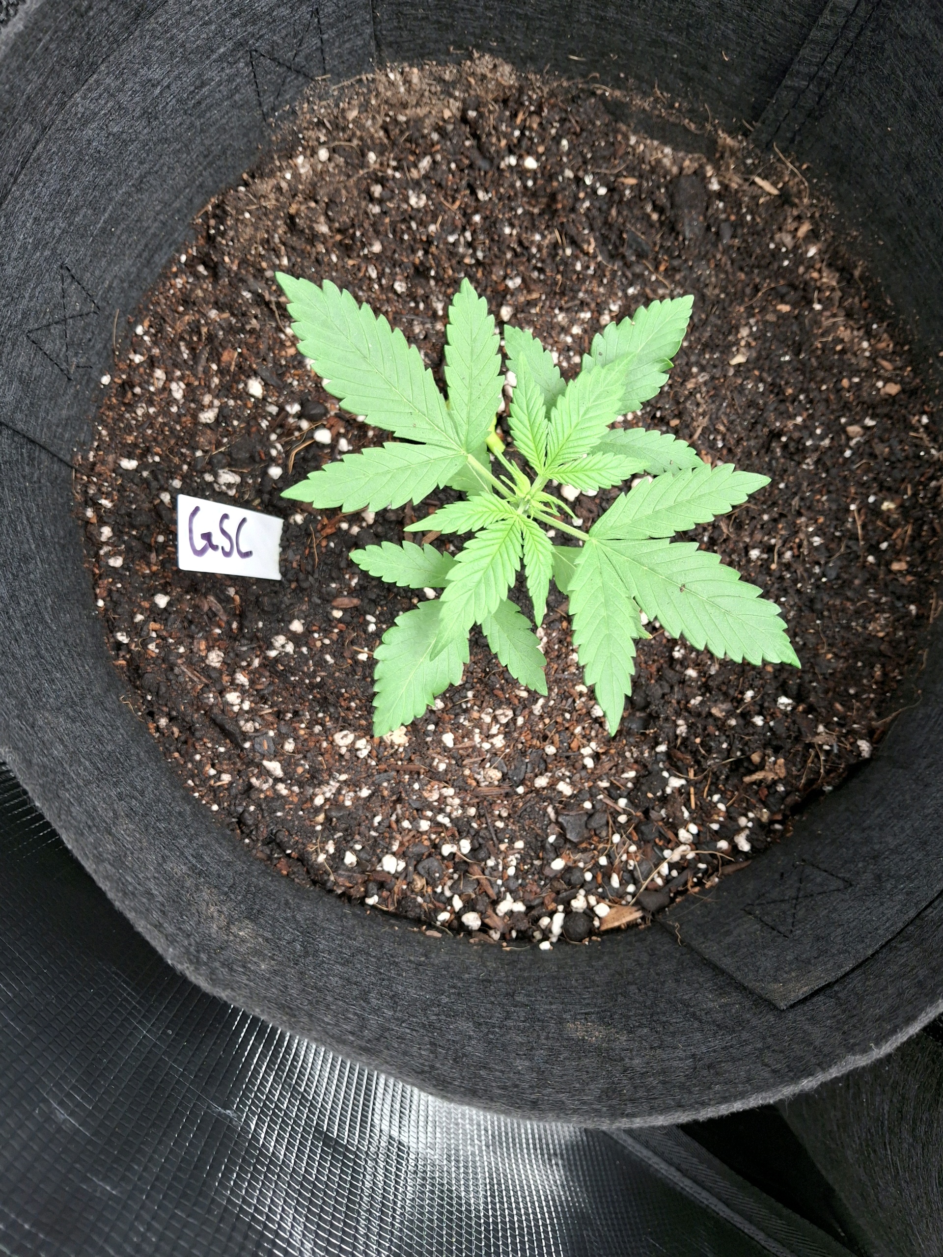 SoFloBudz — vegetative, day 18