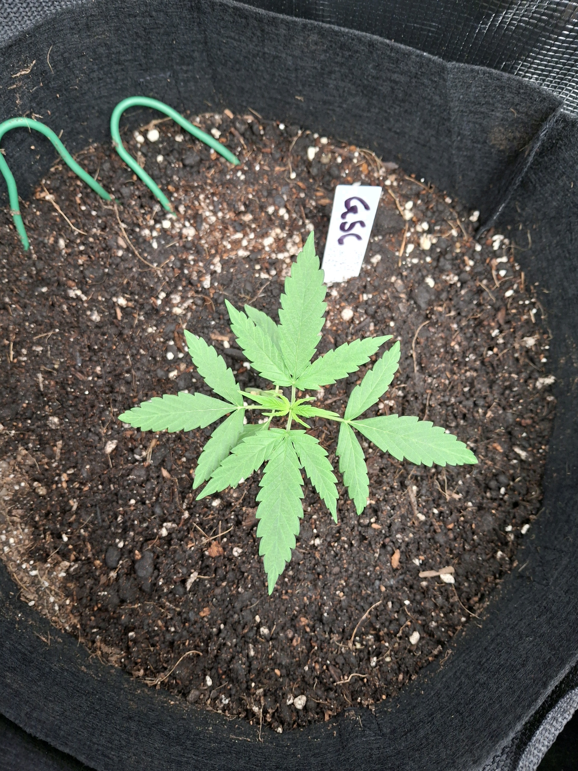 SoFloBudz — vegetative, day 18