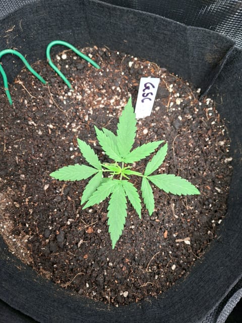 SoFloBudz — vegetative, day 18