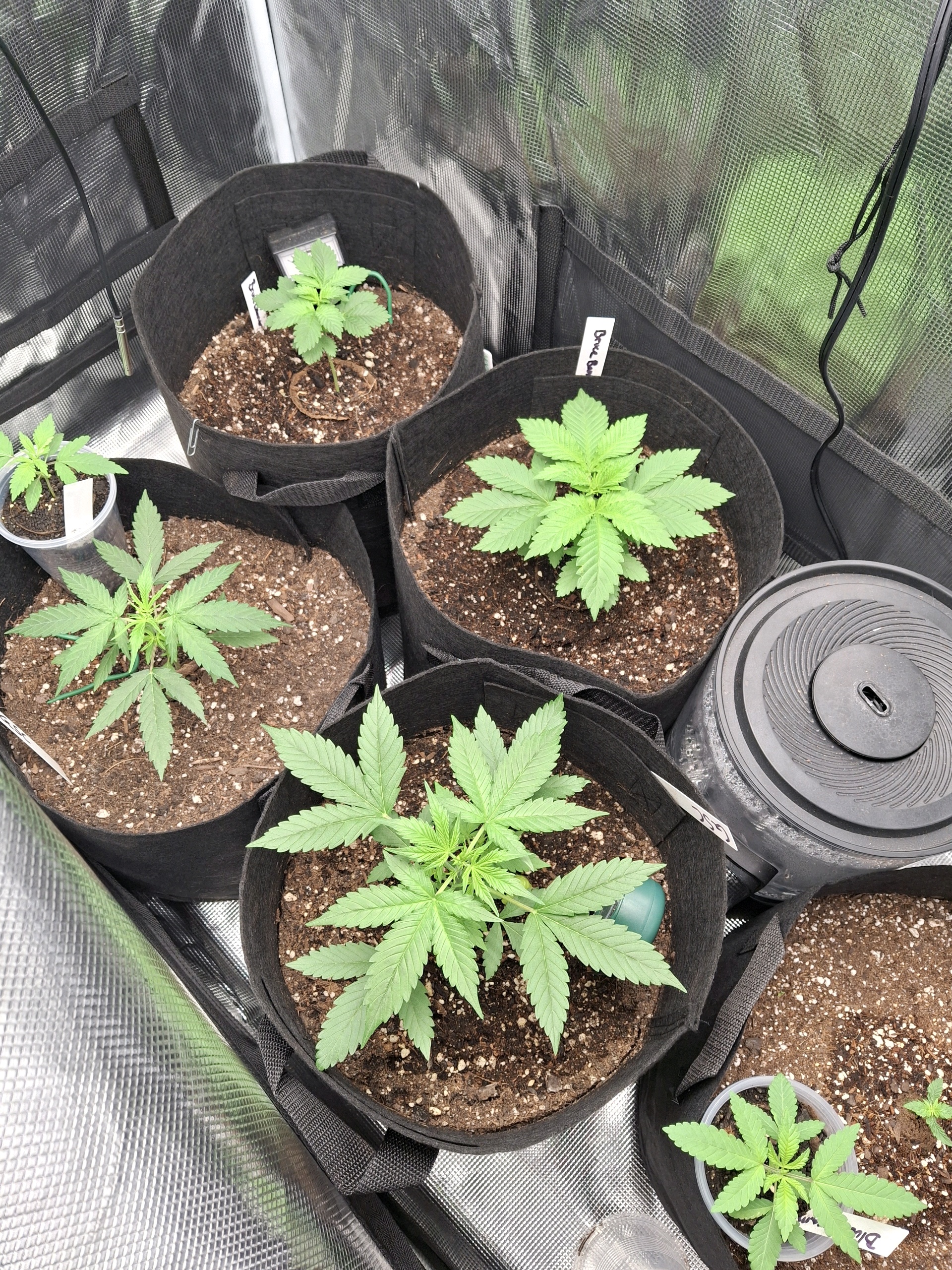 SoFloBudz — vegetative, day 24