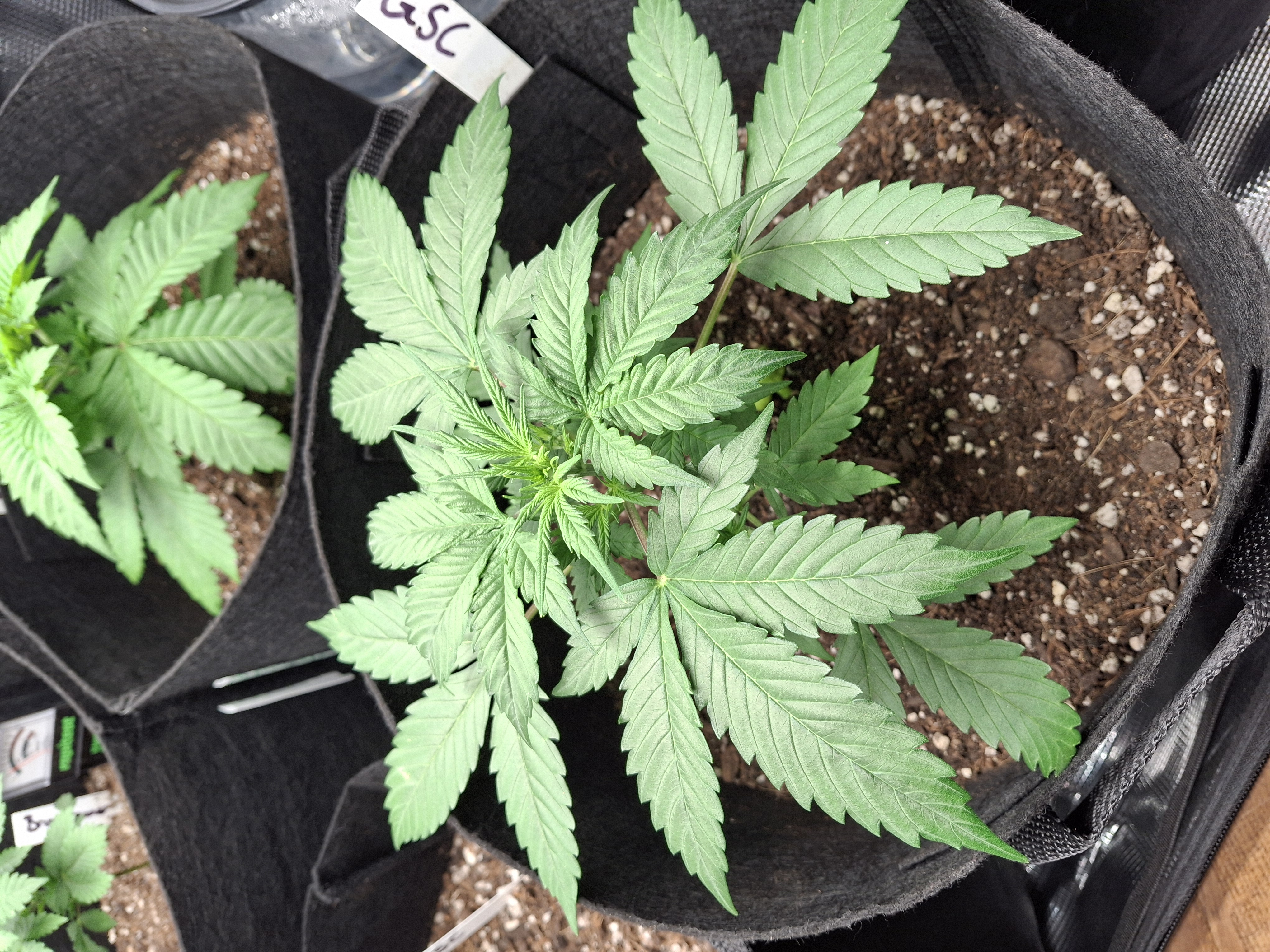 SoFloBudz — vegetative, day 26