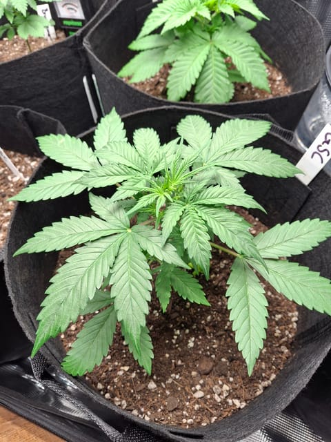 SoFloBudz — vegetative, day 26