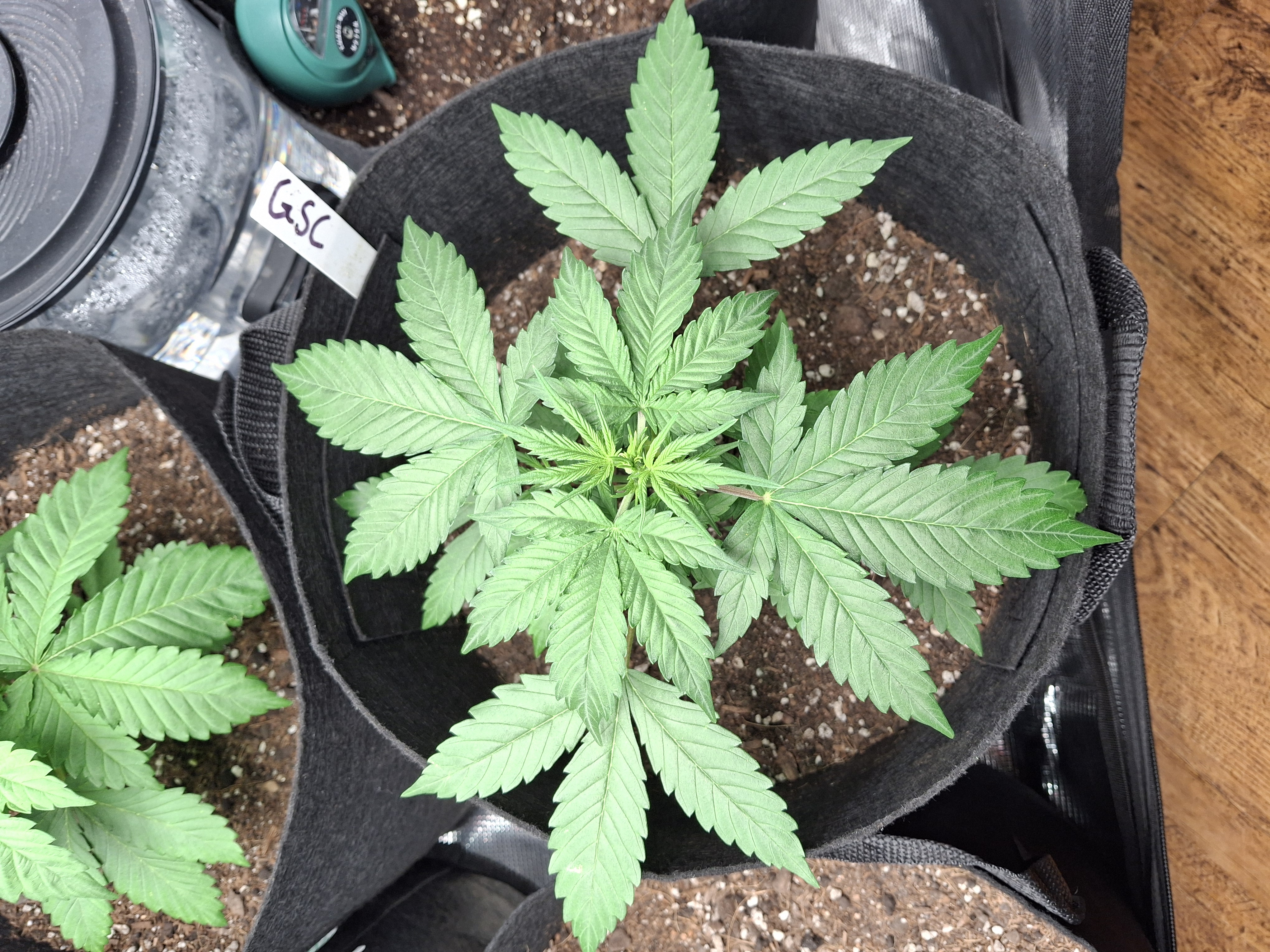 SoFloBudz — vegetative, day 26