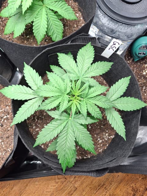 SoFloBudz — vegetative, day 26