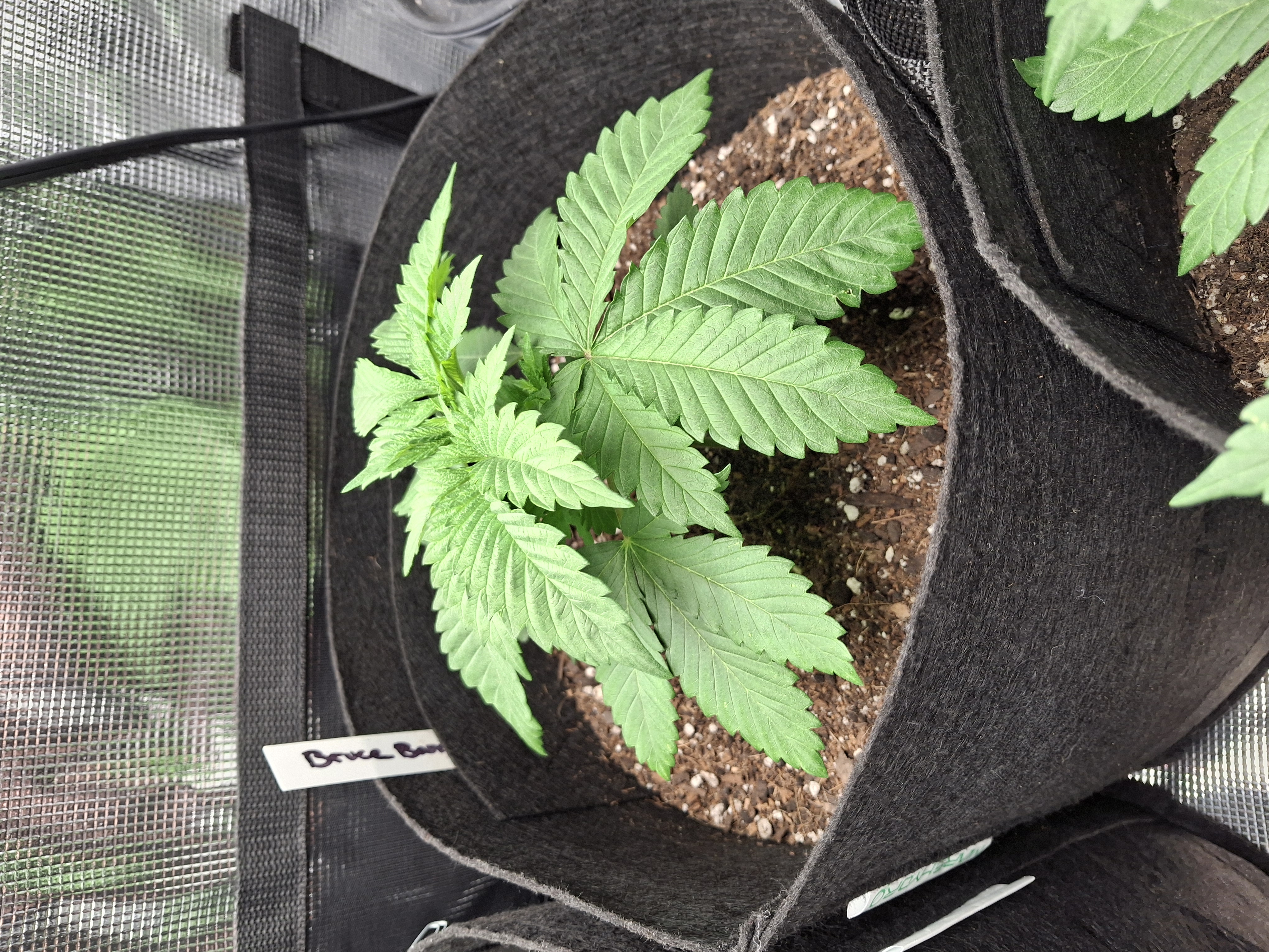 SoFloBudz — vegetative, day 26