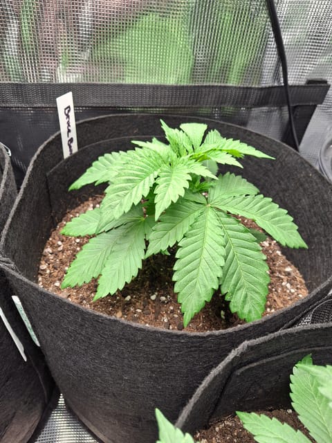 SoFloBudz — vegetative, day 26