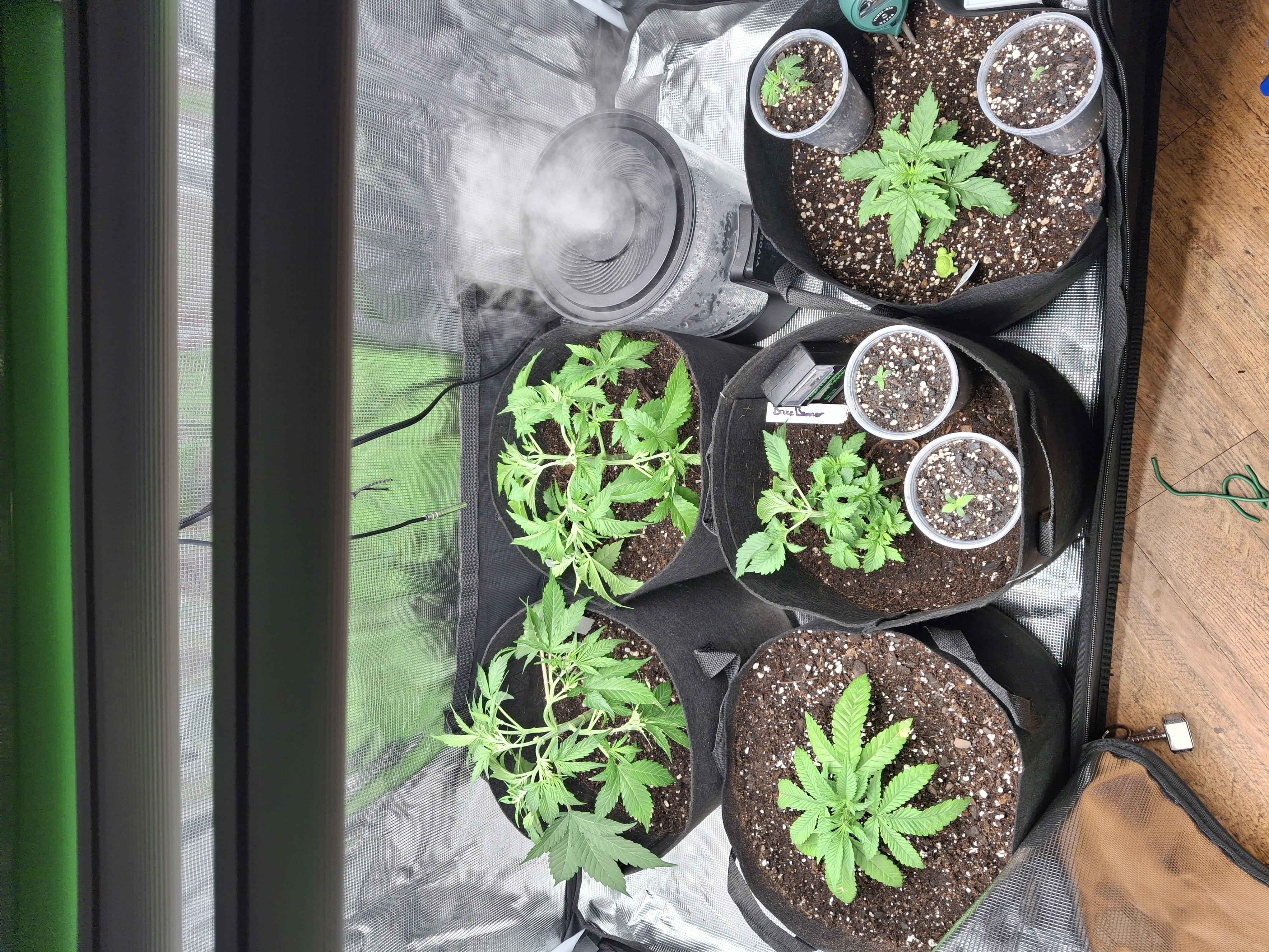 SoFloBudz — vegetative, day 32