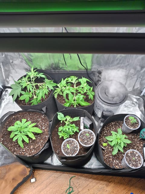 SoFloBudz — vegetative, day 32