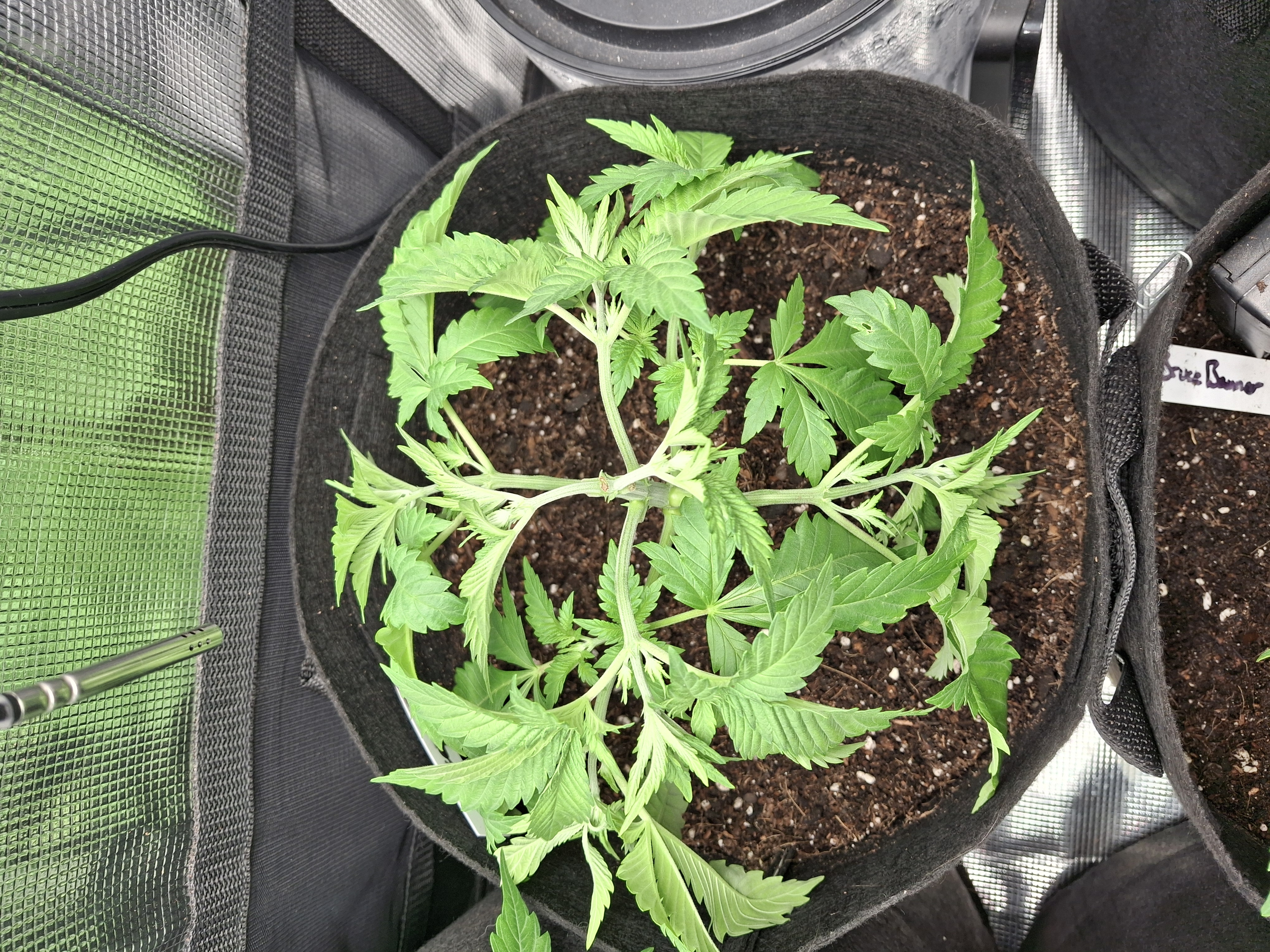 SoFloBudz — vegetative, day 32